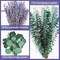 80 PCS Large Dried Preserved Eucalyptus Stems & Lavender Flowers Bundle for Shower, 17'' Real Fresh Hanging Silver Dollar Leaves, Aromatic Self-Care Shower Plants, Natural Fragrance, Home Decor